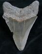 Megalodon Tooth - Great Serrations #7829-2